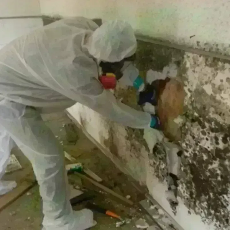 Mold Remediation and Removal in Auburn, MA